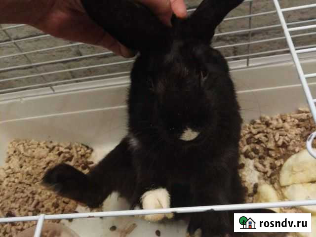 Вязка кроликов Челябинск - изображение 1