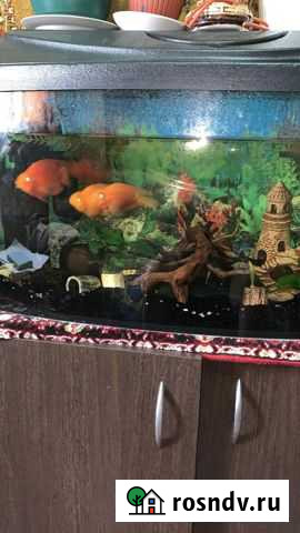 Аквариумы 3 штуки Белоомут - изображение 1