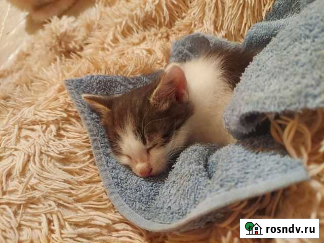 Нашла котёнка, чуть не умер от холода Тамбов - изображение 1