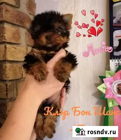 Йоркширский терьер Рыбинск - изображение 1