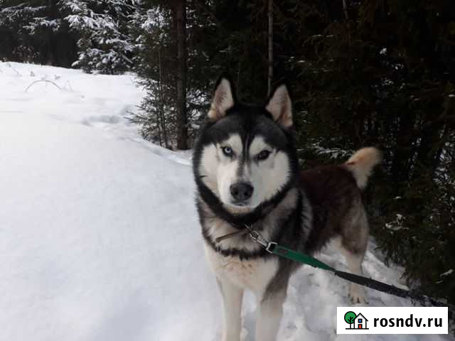 Сибирский хаски вязка Глазов - изображение 1