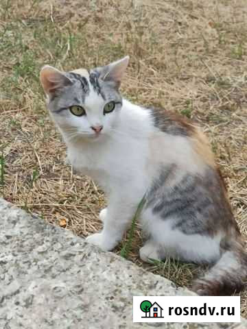 Кошечка Котово - изображение 1