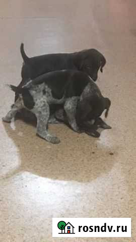 Курцхаар Бавлены - изображение 1