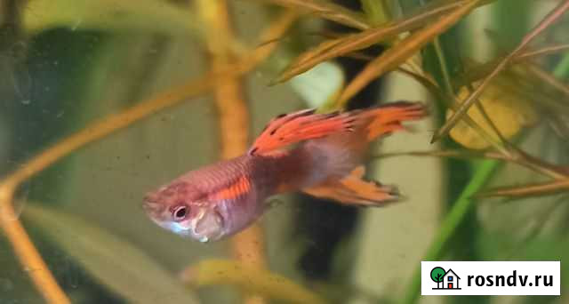 Растения и рыбки гуппи вуалевые, меченосцы, пицили Белгород - изображение 1