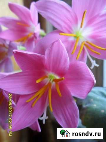 Зифириус Тула - изображение 1