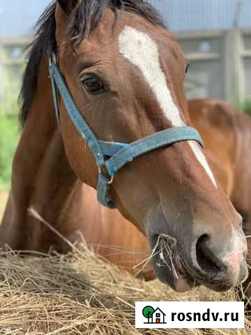 Жеребчик Курган - изображение 1