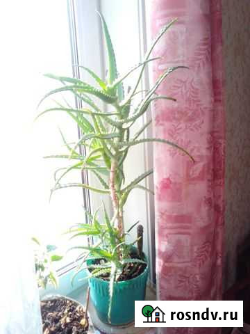 Алоэ лечебный возраст более 25 лет Тында - изображение 1