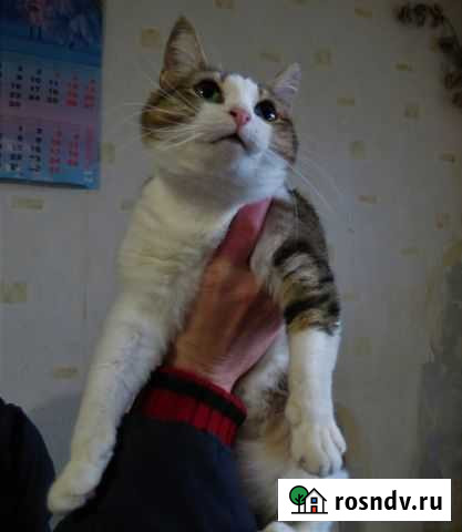 Общительная И ласковая мурлыка пухляшка Саранск - изображение 1