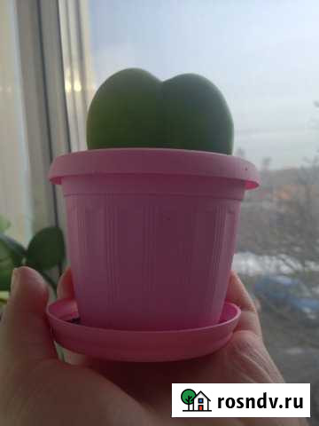 Хойя керри - зеленое сердце Арсеньево - изображение 1