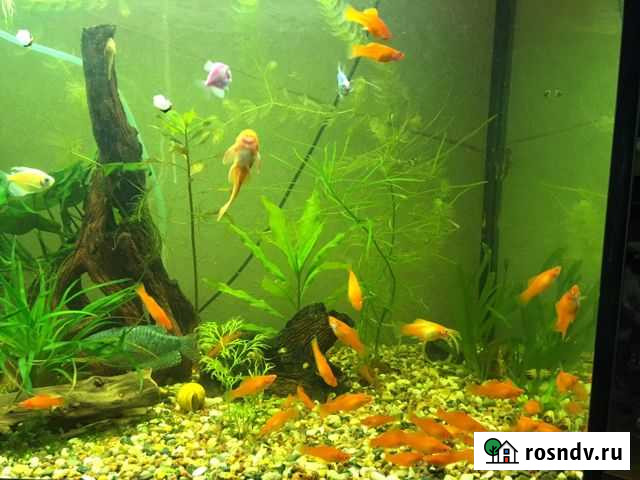 Меченосцы и пецилии Кокошкино - изображение 1