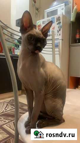 Канадский сфинкс вязка Сочи - изображение 1