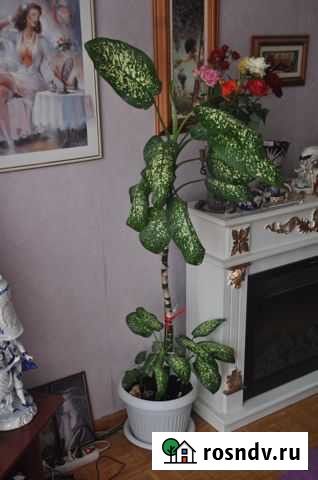 Цветок диффенбахия высокий Тула - изображение 1