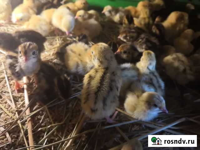 Перепелята в наличии Брянск - изображение 1