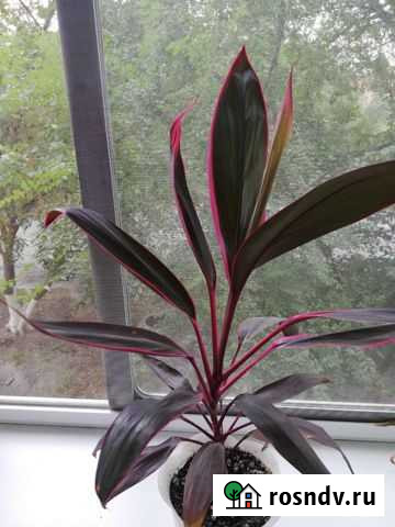 Кордилина Хабаровск - изображение 1