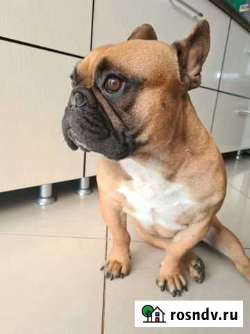 Кобель на вязку Курганинск - изображение 1