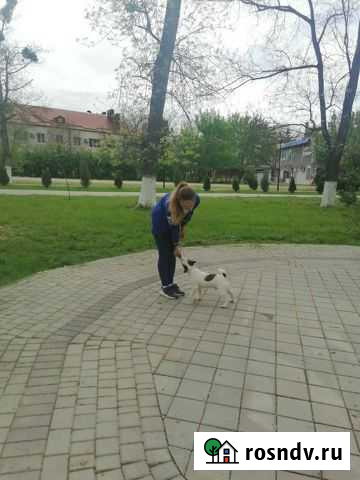 Кобель дя вязки Киевское - изображение 1