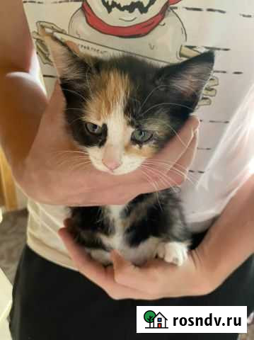 Котята в добрые руки Красногорск - изображение 1