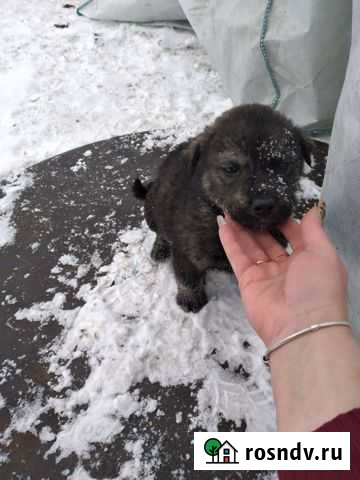Щенки в добрые руки Нижнекамск - изображение 1