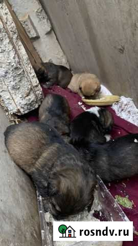 Щенки добрые руки Оренбург - изображение 1