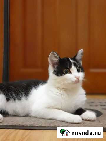 Кошки Нижневартовск - изображение 1