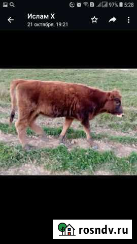 Тёлки Преградная - изображение 1