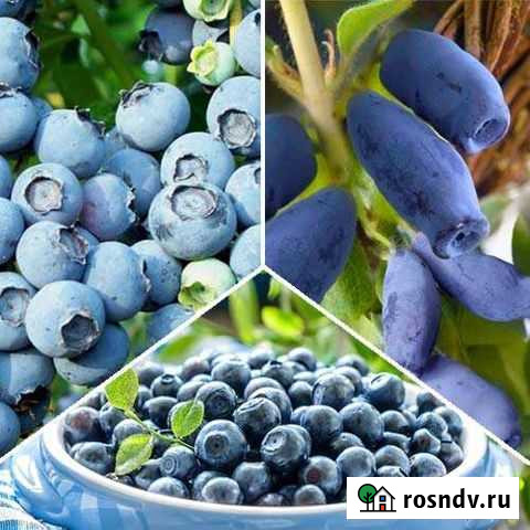 Голубика саженцы Махачкала Махачкала - изображение 1