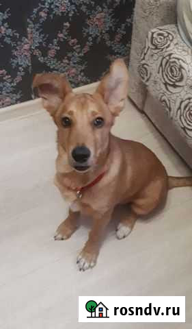 Собака в добрые руки Новочеркасск - изображение 1