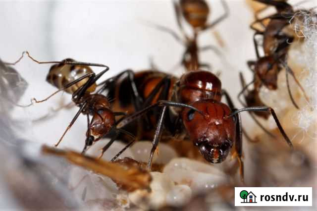 Camponotus Nicobarensis Знамя Октября - изображение 1