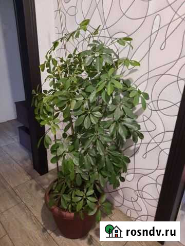 Шефлера Хабаровск - изображение 1