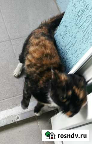 Ласковая кошечка в добрые руки Иваново - изображение 1