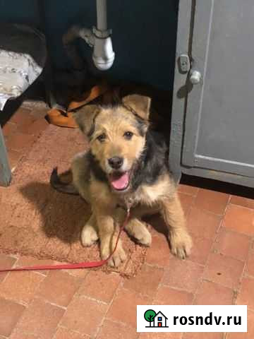 Отдам щенка добрым людям Куровское - изображение 1