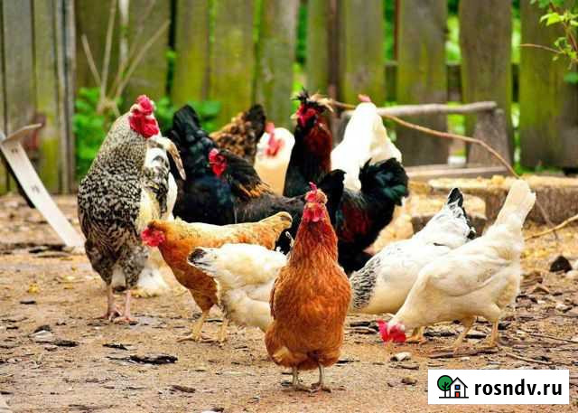 Куры молодки несушки Новочеркасск - изображение 1