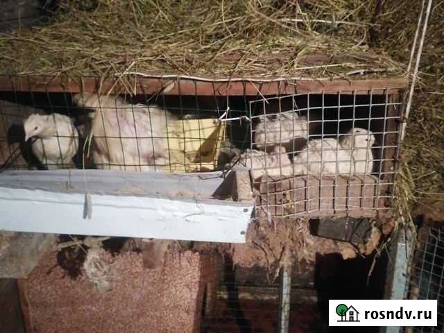 Перепела несушки Петропавловск-Камчатский - изображение 1