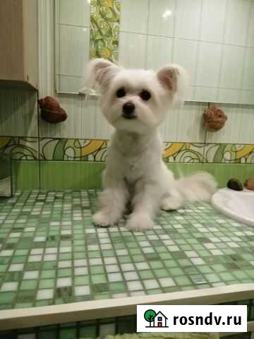 Грумер для собак Новосибирск - изображение 1