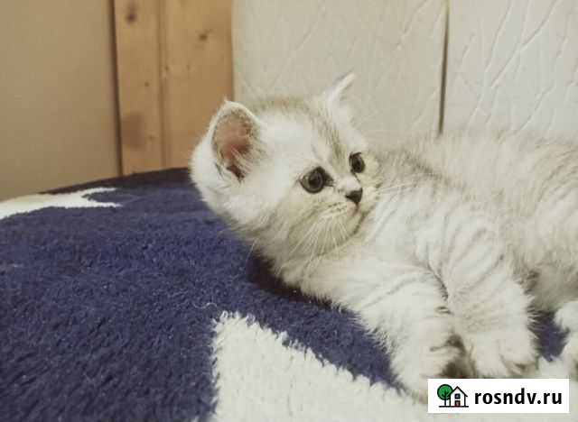 Британские котята Пермь - изображение 1