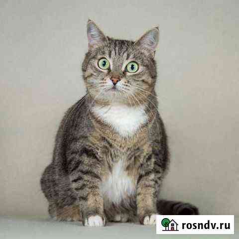 Кошка Маня Мытищи