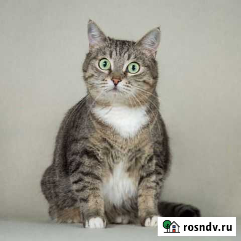 Кошка Маня Мытищи - изображение 1
