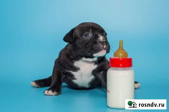 Щенки Американский булли девочка Коммунарка - изображение 1