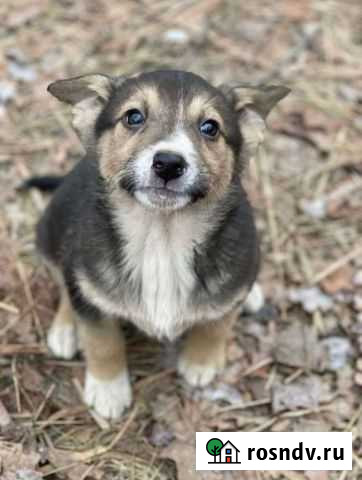 Собака Тамбов - изображение 1