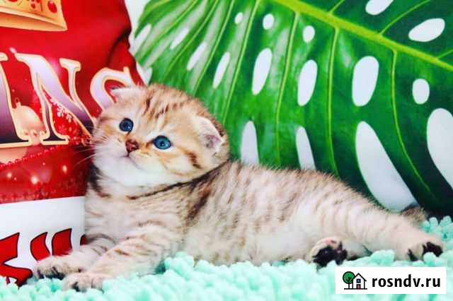 Яркий Тигрёнок в год тигра Джанкой - изображение 1