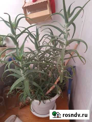 Алоэ вера Брянск - изображение 1