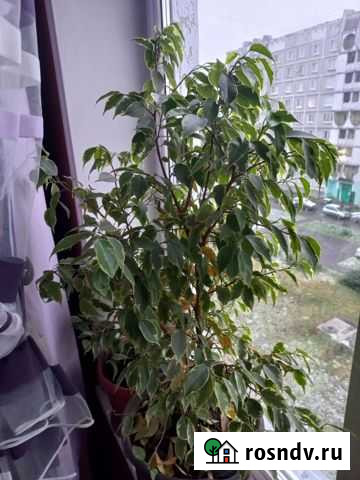 Фикус бенджамина Новокузнецк - изображение 1
