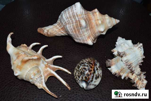 Ракушки морские Цена за все Ртищево - изображение 1