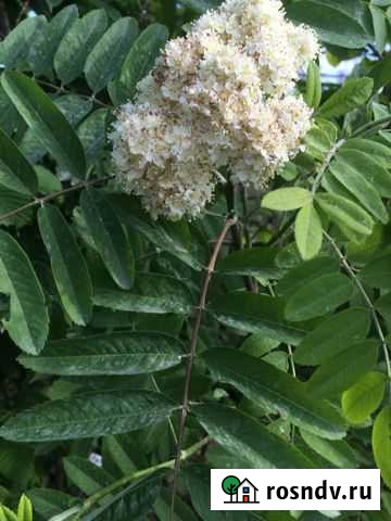 Рябина Новороссийск - изображение 1