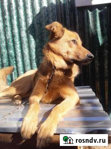 Собака Уфа - изображение 1