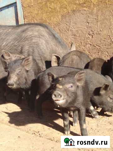 Кармалы и Венгерские мангалы Вихоревка - изображение 1