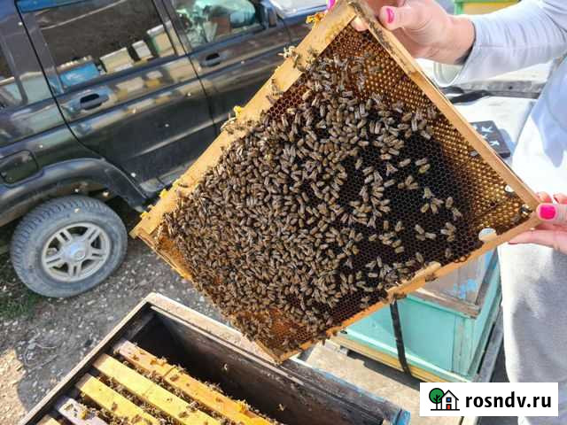 Пчелосемьи Новомихайловский кп - изображение 1