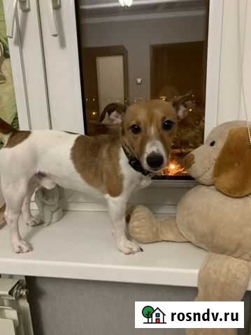 Джек Рассел терьер ищет невесту Домодедово - изображение 1