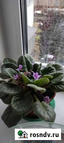 Фиалка Аткарск - изображение 1