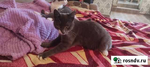 Котята в добрые руки бесплатно Супсех - изображение 1